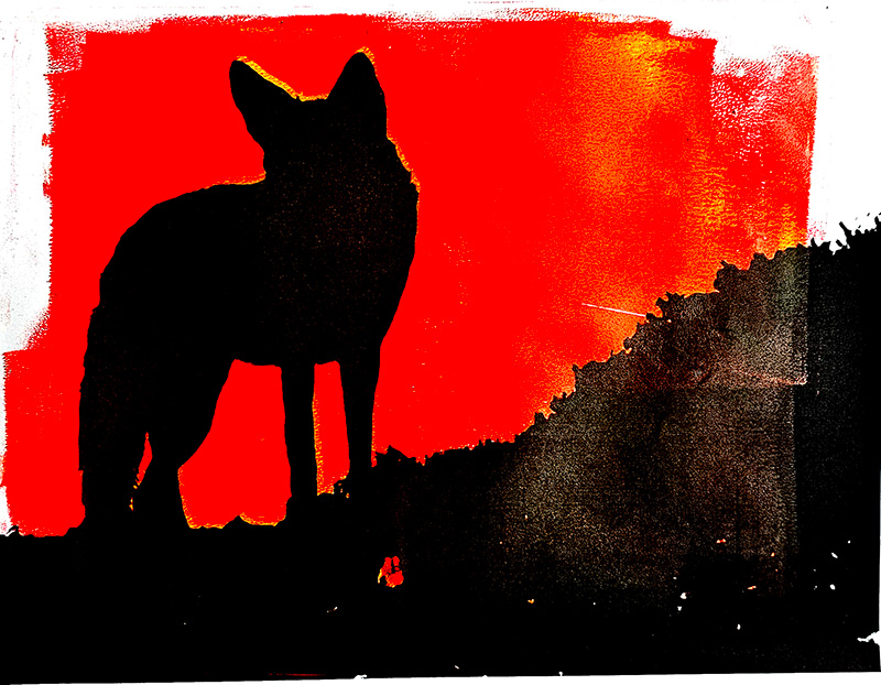 Coyote, Verdugo Mountains
